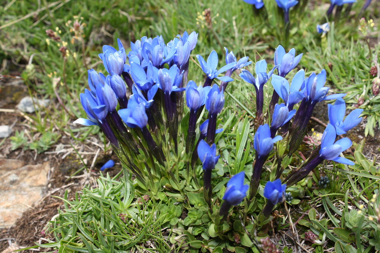 Gentiana bavarica / Genziana bavarese